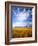 Altocumulus Clouds above Rushes and Tufa on Shore of Mono Lake, California, USA-Scott T. Smith-Framed Photographic Print