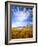 Altocumulus Clouds above Rushes and Tufa on Shore of Mono Lake, California, USA-Scott T. Smith-Framed Photographic Print