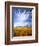 Altocumulus Clouds above Rushes and Tufa on Shore of Mono Lake, California, USA-Scott T. Smith-Framed Photographic Print