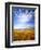 Altocumulus Clouds above Rushes and Tufa on Shore of Mono Lake, California, USA-Scott T. Smith-Framed Photographic Print