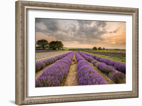 Alton Lavender Farm, Hampshire, Uk-Chris Button-Framed Photographic Print