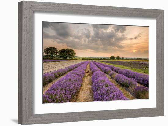 Alton Lavender Farm, Hampshire, Uk-Chris Button-Framed Photographic Print