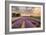 Alton Lavender Farm, Hampshire, Uk-Chris Button-Framed Photographic Print