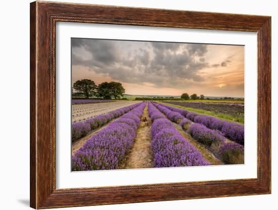 Alton Lavender Farm, Hampshire, Uk-Chris Button-Framed Photographic Print