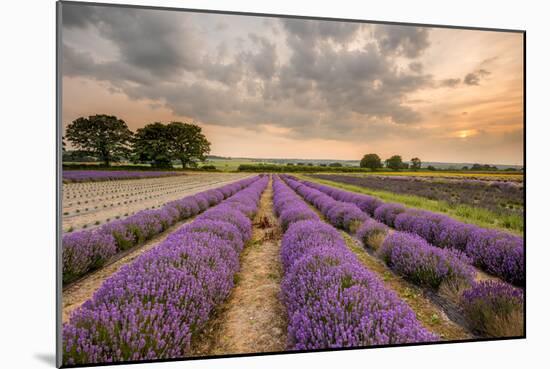 Alton Lavender Farm, Hampshire, Uk-Chris Button-Mounted Photographic Print