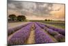 Alton Lavender Farm, Hampshire, Uk-Chris Button-Mounted Photographic Print