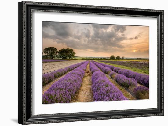 Alton Lavender Farm, Hampshire, Uk-Chris Button-Framed Photographic Print