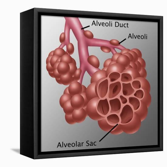 Alveoli-Gwen Shockey-Framed Premier Image Canvas