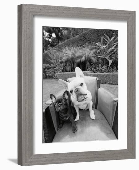 Always Friends-Jim Dratfield-Framed Photo