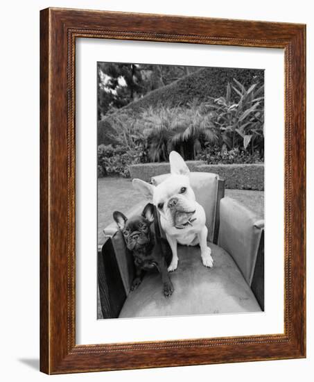 Always Friends-Jim Dratfield-Framed Photo