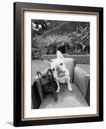 Always Friends-Jim Dratfield-Framed Photo