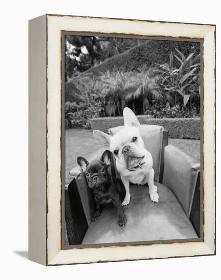 Always Friends-Jim Dratfield-Framed Stretched Canvas