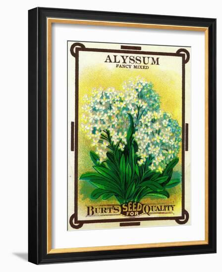 Alyssum Seed Packet-Lantern Press-Framed Art Print