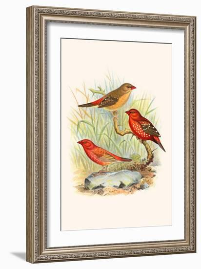 Amaduvade Waxbill-F.w. Frohawk-Framed Art Print