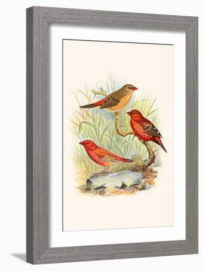 Amaduvade Waxbill-F.w. Frohawk-Framed Art Print