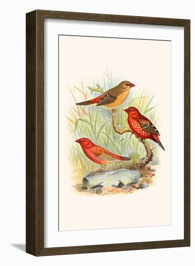 Amaduvade Waxbill-F.w. Frohawk-Framed Art Print