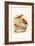 Amaduvade Waxbill-F.w. Frohawk-Framed Art Print