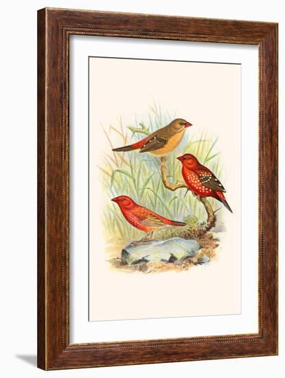 Amaduvade Waxbill-F.w. Frohawk-Framed Art Print