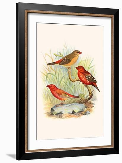 Amaduvade Waxbill-F.w. Frohawk-Framed Art Print