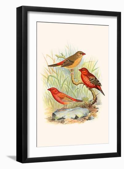 Amaduvade Waxbill-F.w. Frohawk-Framed Art Print