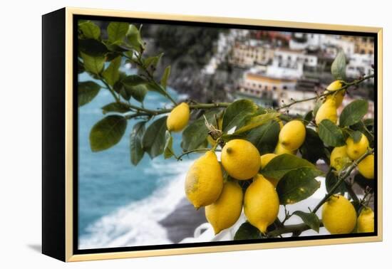 Amalfi Coast Citrus Fruit, Positano, Italy-George Oze-Framed Premier Image Canvas