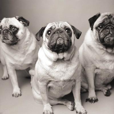 Pug Black And White Photography Wall Art: Prints, Paintings & Posters |  Art.Com