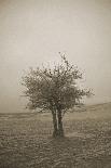 Red Barn in Winter-Amanda Lee Smith-Photographic Print