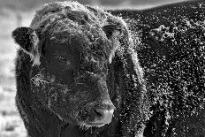 Snow Covered Ice Bull-Amanda Lee Smith-Framed Photographic Print