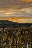 South Leunberger Windmill at Sunset-Amanda Lee Smith-Photographic Print