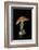 Amanita Caesarea (Caesar's Mushroom)-Paul Starosta-Framed Photographic Print