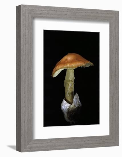 Amanita Caesarea (Caesar's Mushroom)-Paul Starosta-Framed Photographic Print