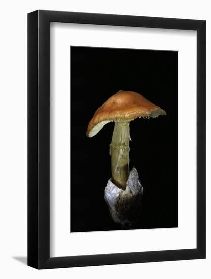 Amanita Caesarea (Caesar's Mushroom)-Paul Starosta-Framed Photographic Print