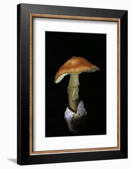 Amanita Caesarea (Caesar's Mushroom)-Paul Starosta-Framed Photographic Print