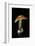 Amanita Caesarea (Caesar's Mushroom)-Paul Starosta-Framed Photographic Print