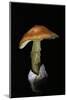 Amanita Caesarea (Caesar's Mushroom)-Paul Starosta-Mounted Photographic Print