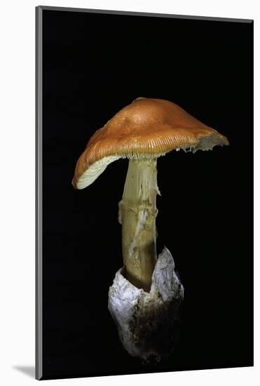 Amanita Caesarea (Caesar's Mushroom)-Paul Starosta-Mounted Photographic Print