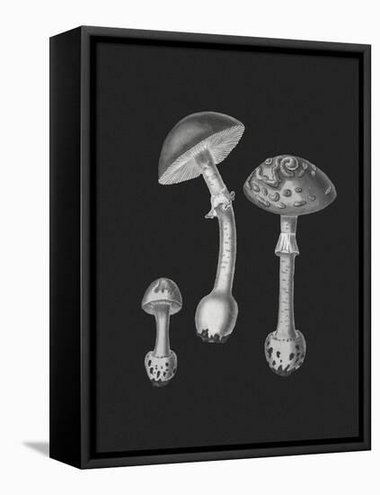 Amanita Muscaria Black Backgound BW-John Stephenson and James Morss Churchill-Framed Premier Image Canvas