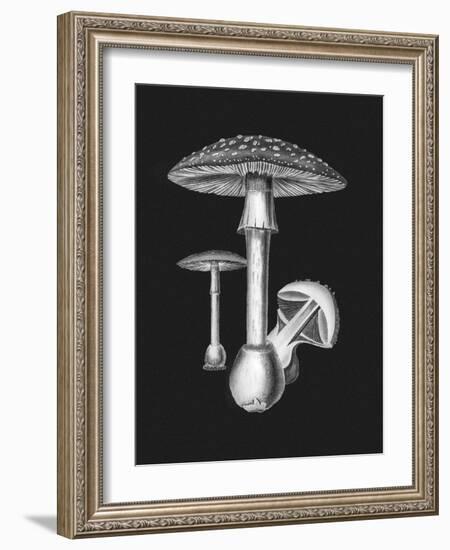 Amanita Muscaria Dark Background BW-John Stephenson and James Morss Churchill-Framed Giclee Print