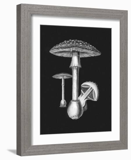 Amanita Muscaria Dark Background BW-John Stephenson and James Morss Churchill-Framed Giclee Print