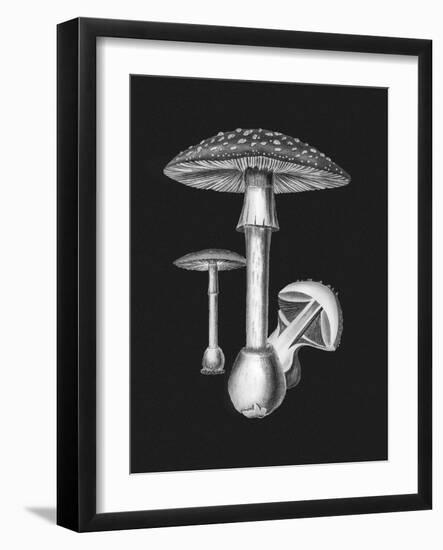 Amanita Muscaria Dark Background BW-John Stephenson and James Morss Churchill-Framed Giclee Print