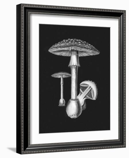 Amanita Muscaria Dark Background BW-John Stephenson and James Morss Churchill-Framed Giclee Print