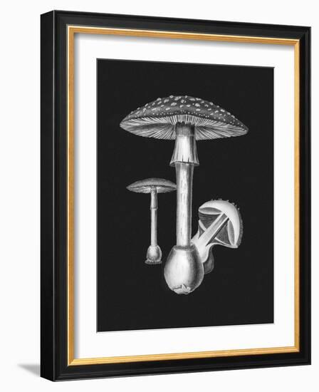 Amanita Muscaria Dark Background BW-John Stephenson and James Morss Churchill-Framed Giclee Print