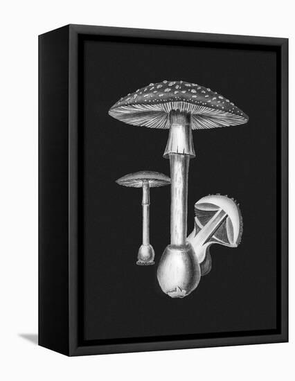 Amanita Muscaria Dark Background BW-John Stephenson and James Morss Churchill-Framed Premier Image Canvas