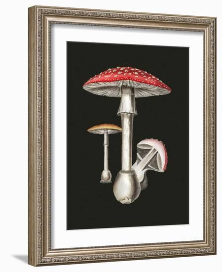 Amanita Muscaria Dark Background-John Stephenson and James Morss Churchill-Framed Giclee Print