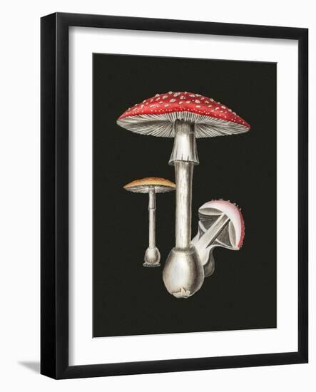 Amanita Muscaria Dark Background-John Stephenson and James Morss Churchill-Framed Giclee Print