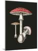 Amanita Muscaria Dark Background-John Stephenson and James Morss Churchill-Mounted Giclee Print