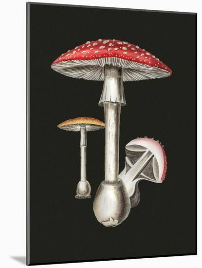 Amanita Muscaria Dark Background-John Stephenson and James Morss Churchill-Mounted Giclee Print