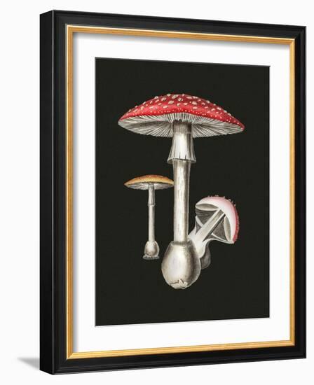 Amanita Muscaria Dark Background-John Stephenson and James Morss Churchill-Framed Giclee Print