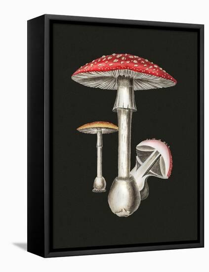 Amanita Muscaria Dark Background-John Stephenson and James Morss Churchill-Framed Premier Image Canvas