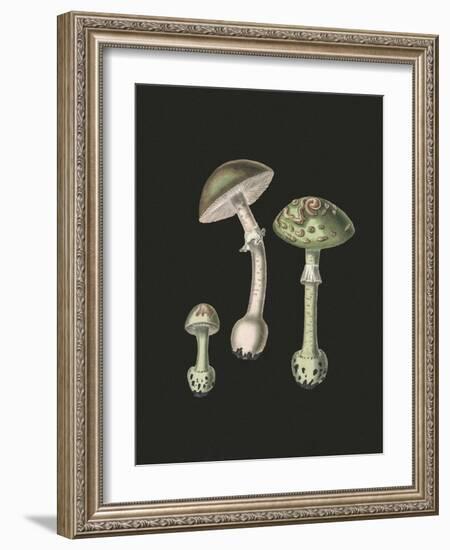 Amanita Muscaria Dark Background-John Stephenson and James Morss Churchill-Framed Giclee Print